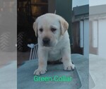 Small Photo #7 Labrador Retriever Puppy For Sale in DEARBORN, MO, USA