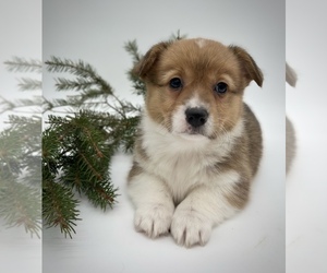 American Corgi Puppy for sale in FAIRBANK, IA, USA