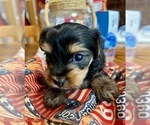 Small #4 Yorkshire Terrier