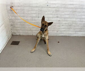 German Shepherd Dog Dogs for adoption in San Bernardino, CA, USA