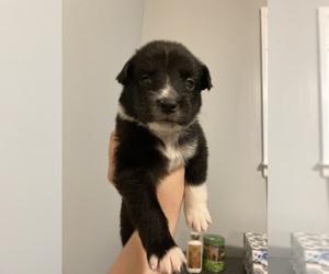 Border-Aussie Puppy for sale in GRANDVIEW, MO, USA