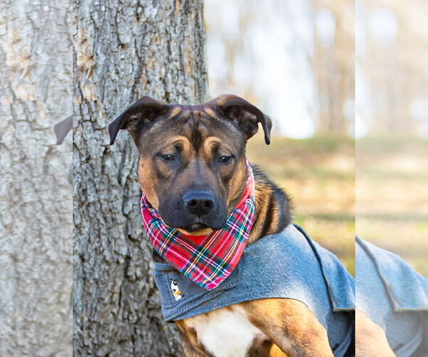 Medium Photo #1 Boxer-Unknown Mix Puppy For Sale in Unionville, PA, USA