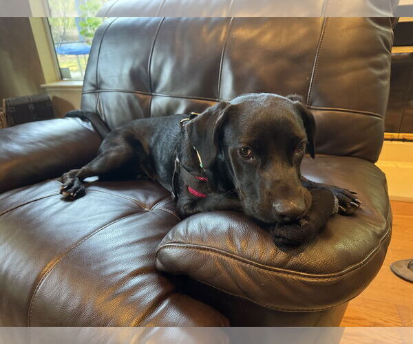 Medium Photo #12 Labrador Retriever-Retriever  Mix Puppy For Sale in Corona, CA, USA