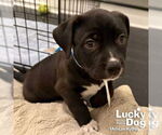 Small #6 Rat Terrier Mix