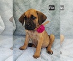 Small #1 Cane Corso