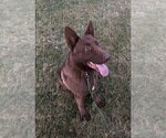 Small Photo #1 German Shepherd Dog Puppy For Sale in OSTRANDER, OH, USA