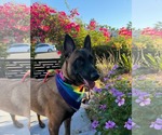 Small Photo #3 Mutt Puppy For Sale in Escondido, CA, USA
