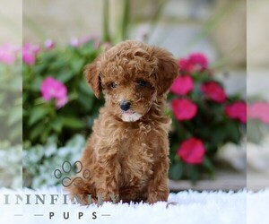 Poodle (Toy) Puppy for sale in BIRD IN HAND, PA, USA