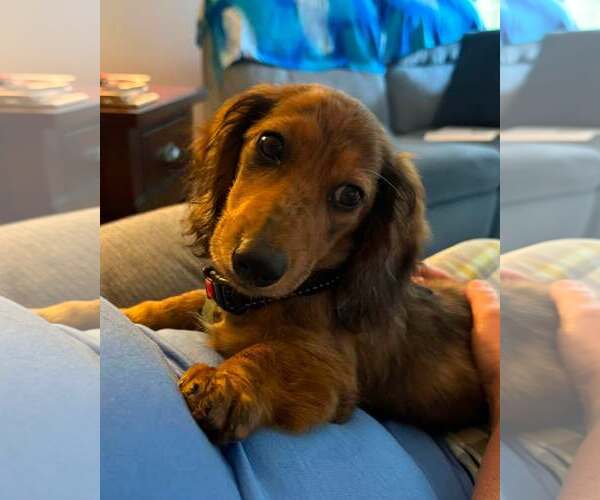 Medium Photo #3 Dachshund Puppy For Sale in Sioux Falls, SD, USA