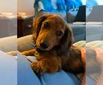 Small Photo #3 Dachshund Puppy For Sale in Sioux Falls, SD, USA