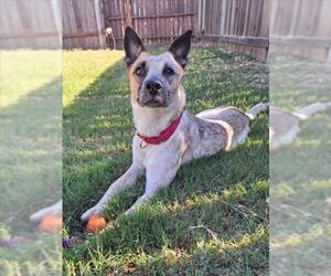 Mutt Dogs for adoption in Woodland, CA, USA