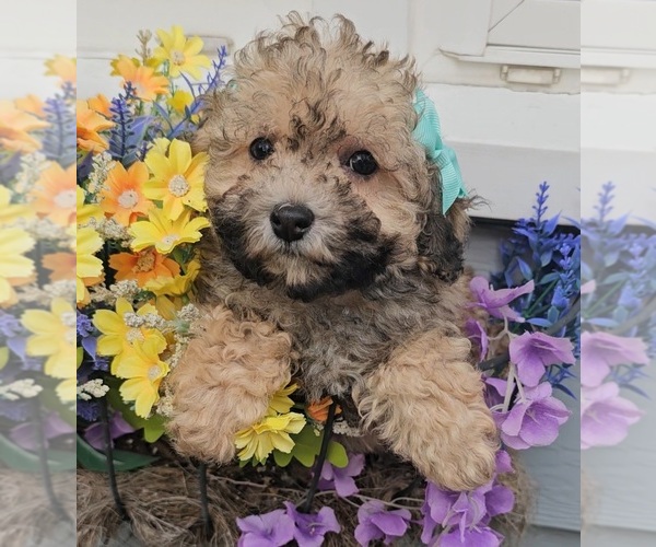 Medium Photo #2 Poodle (Toy) Puppy For Sale in INDIANAPOLIS, IN, USA