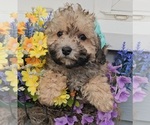 Small #1 Poodle (Toy)