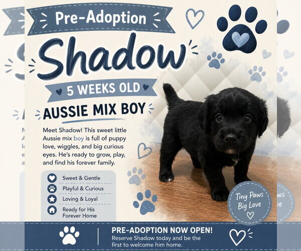 Medium Photo #7 Australian Shepherd-Unknown Mix Puppy For Sale in Euless, TX, USA