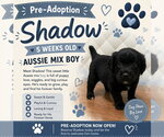 Small Photo #7 Australian Shepherd-Unknown Mix Puppy For Sale in Euless, TX, USA