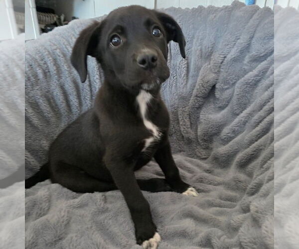 Medium Photo #1 Chiranian Puppy For Sale in Banning, CA, USA