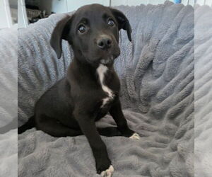 Chiranian Dogs for adoption in Banning, CA, USA