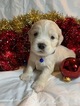 Small Photo #9 Golden Cocker Retriever Puppy For Sale in MORGANTOWN, IN, USA