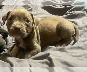 Medium American Bully