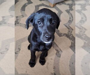 Labrador Retriever-Unknown Mix Dogs for adoption in Stephens City, VA, USA