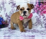 Small Photo #1 English Bulldog Puppy For Sale in HONEY BROOK, PA, USA