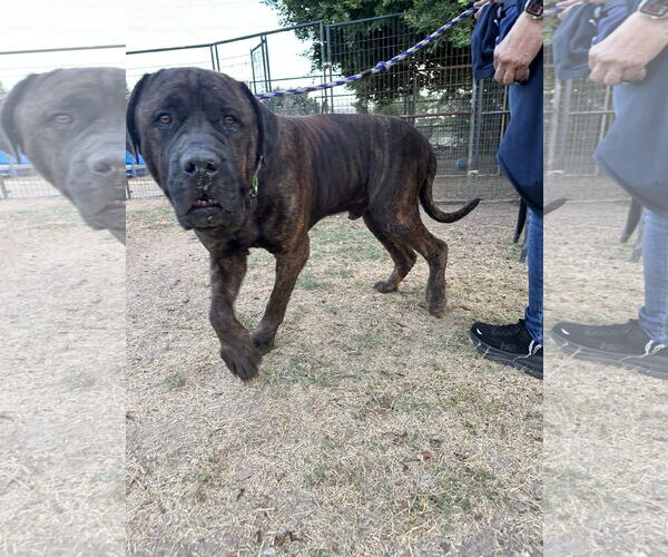 Medium Photo #4 Mastiff-Unknown Mix Puppy For Sale in Goodyear, AZ, USA