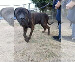 Small #3 Mastiff Mix