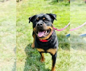 Rottweiler Dogs for adoption in Manahawkin, NJ, USA