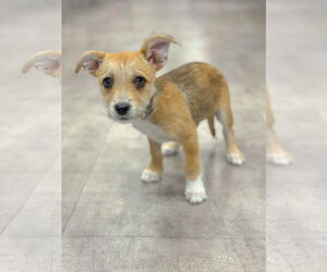 Shih Tzu-Unknown Mix Dogs for adoption in PIPE CREEK, TX, USA