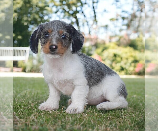 Medium Photo #2 Dachshund Puppy For Sale in HONEY BROOK, PA, USA