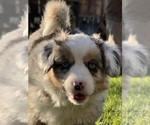 Small #6 Aussie-Corgi