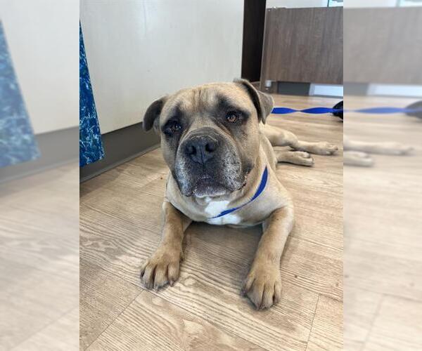 Medium Photo #1 American Bulldog-Unknown Mix Puppy For Sale in Pearland, TX, USA