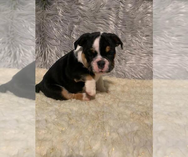 Medium Photo #3 English Bulldog Puppy For Sale in REVERE, MA, USA