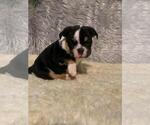 Small Photo #3 English Bulldog Puppy For Sale in REVERE, MA, USA