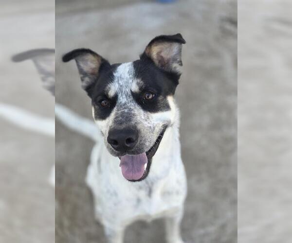 Medium Photo #1 Mutt Puppy For Sale in Temple, TX, USA