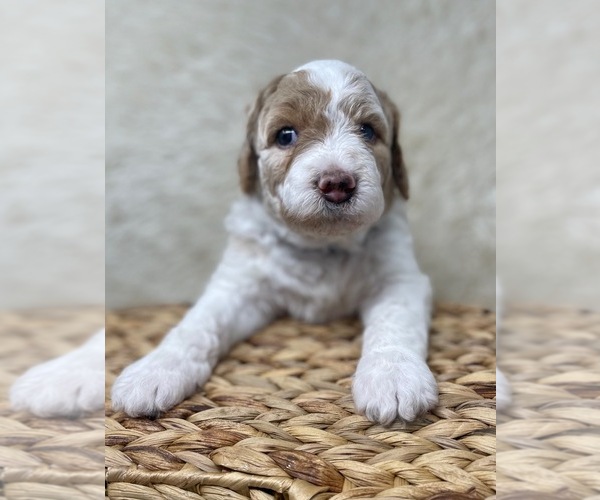 Medium Photo #54 Double Doodle Puppy For Sale in PIERSON, FL, USA