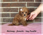 Image preview for Ad Listing. Nickname: Nutmeg