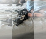 Small #6 Labrador Retriever Mix