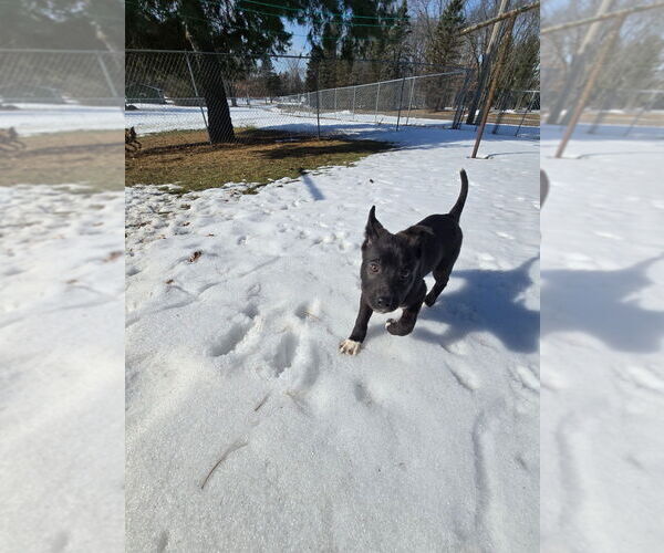 Medium Photo #4 Mutt Puppy For Sale in Minneapolis, MN, USA