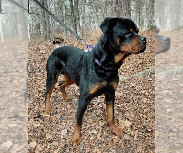 Medium Photo #5 Rottweiler Puppy For Sale in Hillsboro, NH, USA