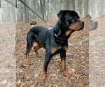 Small #4 Rottweiler