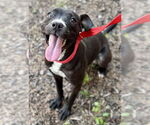 Small #1 Staffordshire Bull Terrier Mix