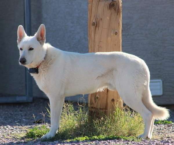 Medium Photo #1 Swiss Shepherd Puppy For Sale in ELOY, AZ, USA