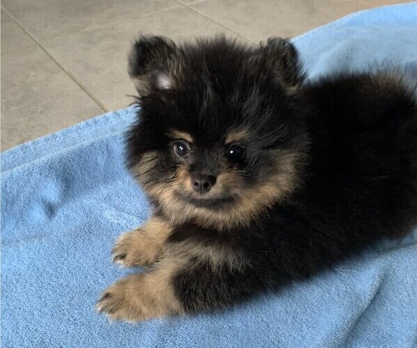 Medium Photo #2 Pomeranian Puppy For Sale in SNOHOMISH, WA, USA