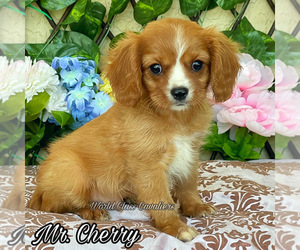 Cavalier King Charles Spaniel Puppy for sale in MIAMI, FL, USA