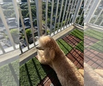 Small Photo #10 Poodle (Standard) Puppy For Sale in HOUSTON, TX, USA