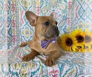French Bulldog Puppy for sale in LANCASTER, PA, USA