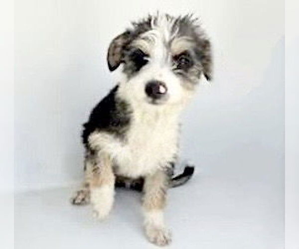 Medium Photo #1 Miniature Schnauzer-Unknown Mix Puppy For Sale in Houston, TX, USA