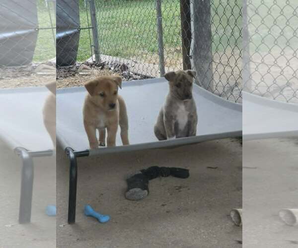 Medium Photo #3 Labrador Retriever-Unknown Mix Puppy For Sale in SHERBURNE, NY, USA