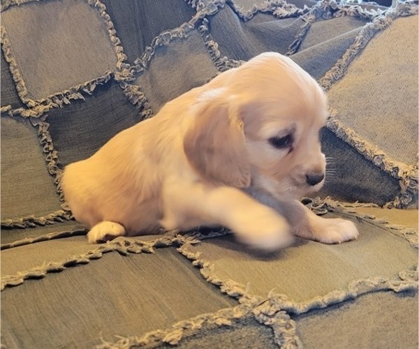 Medium Photo #4 Cocker Spaniel Puppy For Sale in WITHEE, WI, USA